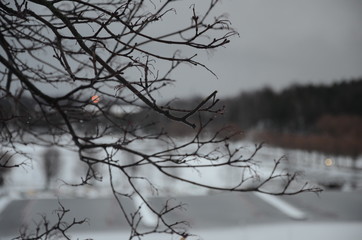 Fototapeta na wymiar Iced Branches in winter