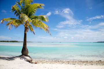 Single palm tree, lagoon and island