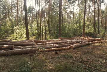 A pile of pine wood in the forest. Logs stacked along in a forest. Season of the summer. 