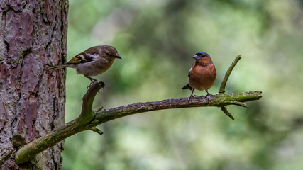 Forest Birds