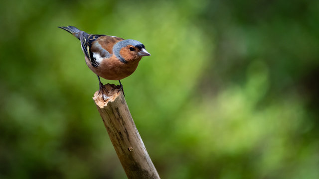 Forest Birds