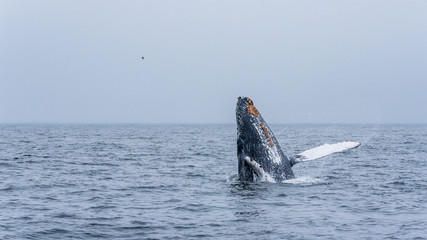 Whale jumping out of water and showing her belly