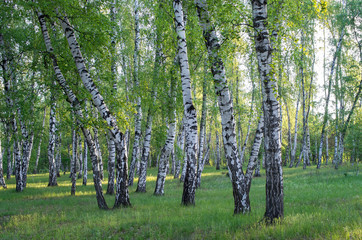 Fototapeta premium brzozowy gaj w lesie, zielone liście latem