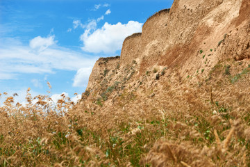 wildflowers on high coast by the sea, beautiful coastal landscape, travel concept