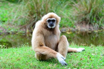 Obraz premium Portrait gibbon siting on green grass have water background