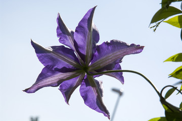 fiore