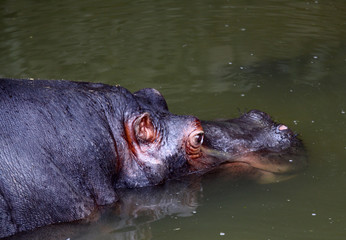 Hippopotamus