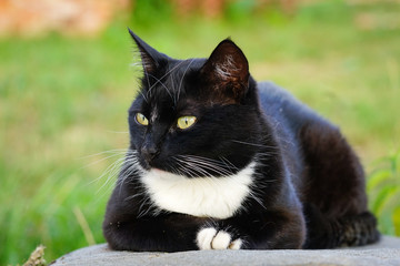 a country cat resting on a sun warmed stone