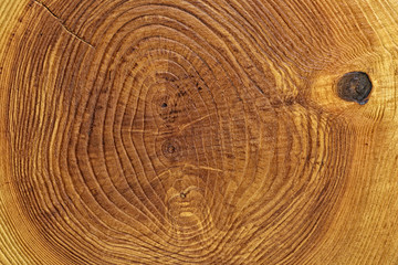 Сross section log texture. Ash-tree.