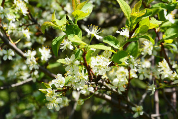 appletree, green, spring, plant, flower, tree, nature, blossom, white, garden, leaf, branch, bloom, flowers, leaves, fresh, cherry, blooming, flora, closeup, season, summer, herb, natural, bush