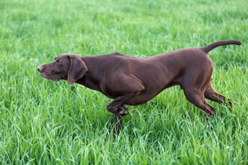 The brown hunting dog freezed in the pose smelling the wildfowl in the green grass. German Shorthaired Pointer.