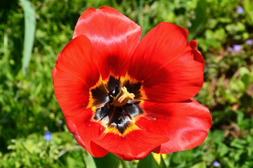 Fototapeta premium poppy, maquis, flower, red, tulip, nature, spring, flowers, green, yellow, tulips, garden, summer, plant, macro, flora, floral, blossom, beautiful, field, beauty, orange, poppies, bloom, petal, color