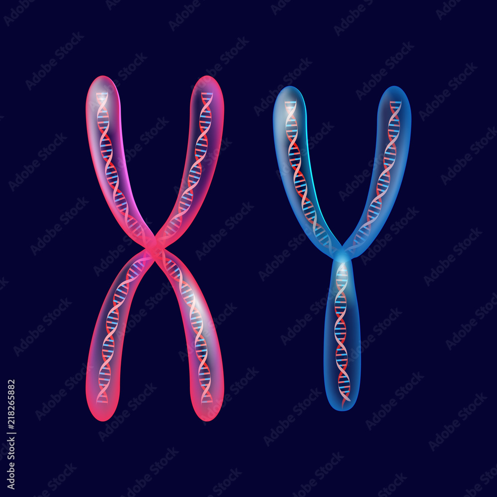 Wall mural  X and Y Chromosomes with dna.