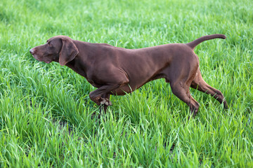 A young muscular brown hunting dog is standing in a point in the field among the green grass. A spring warm day. German Shorthaired Pointer.