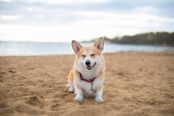 Happy dog on the beach