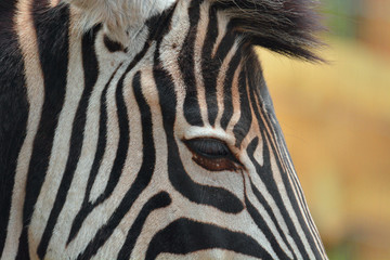 Fototapeta na wymiar Zebra portrait black and white stripe close up
