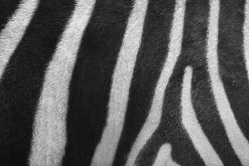 Fototapeta na wymiar Zebra black and white stripe close up