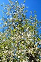 cherry, cherrytree, spring, blossom, tree, flower, nature, white, cherry, branch, flowers, bloom, garden, blooming, apple, green, season, sky, beauty, plant, blue, beautiful, plum, flora, leaf, petal