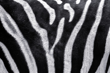 Zebra black and white stripe close up
