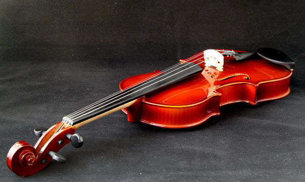 violin