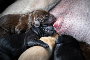 several young fresh born labrador retriever dogs puppies drink milk from mother's teats - dog breed