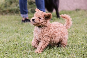 portrait of poodle dog living in belgium