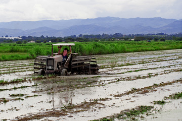 Fototapeta premium Rice planting