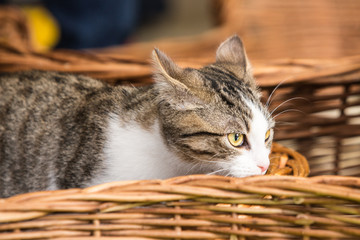 Fototapeta na wymiar portrait of european type cat in animal shelter in belgium..