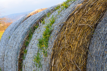 Heuballen CloseUp