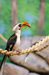 A Western Red-Billed Hornbill perched on a branch