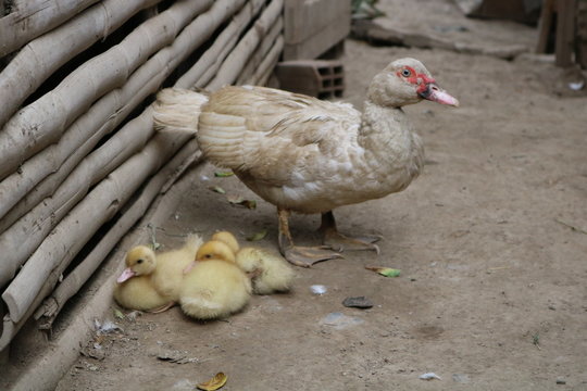 Pata y sus patitos