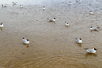 Many gulls of ducks of birds on the lake with yellow turbid water on the beach on the beach