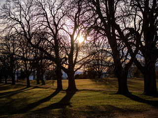 Obraz premium sunset in the forest