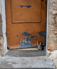 black and brown cat on entrance door