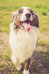 Portrait of Australian shepherd outdoors