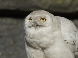 Snowy owl (Bubo scandiacus)