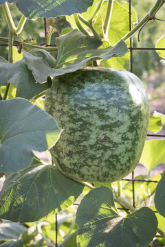 Watermelon growing on trellis