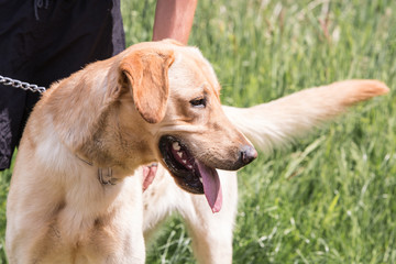 portrait of labrador retrievers dog living in belgium