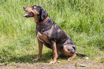 portrait of catahoula dog living in belgium