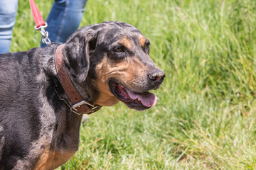 portrait of catahoula dog living in belgium