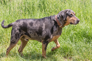 portrait of catahoula dog living in belgium