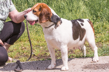 portrait of beagle dog living in belgium