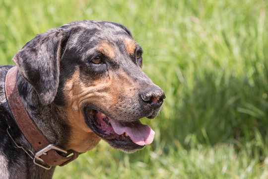 portrait of catahoula dog living in belgium