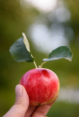 Juicy apple on a palm on a green background