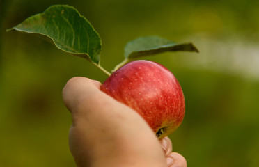 Juicy apple on a palm on a green background