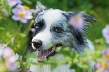 Border Collie zwischen Herbstanemonen