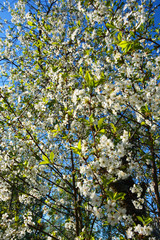 cherry, cherrytree, spring, blossom, tree, flower, nature, white, cherry, branch, flowers, bloom, garden, blooming, apple, green, season, sky, beauty, plant, blue, beautiful, plum, flora, leaf, petal