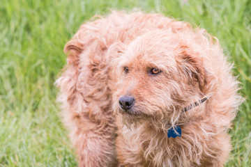 portrait of griffon dog living in belgium