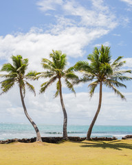 Three Palm trees
