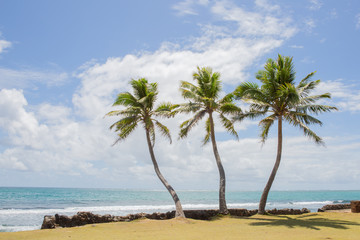 Three palm trees